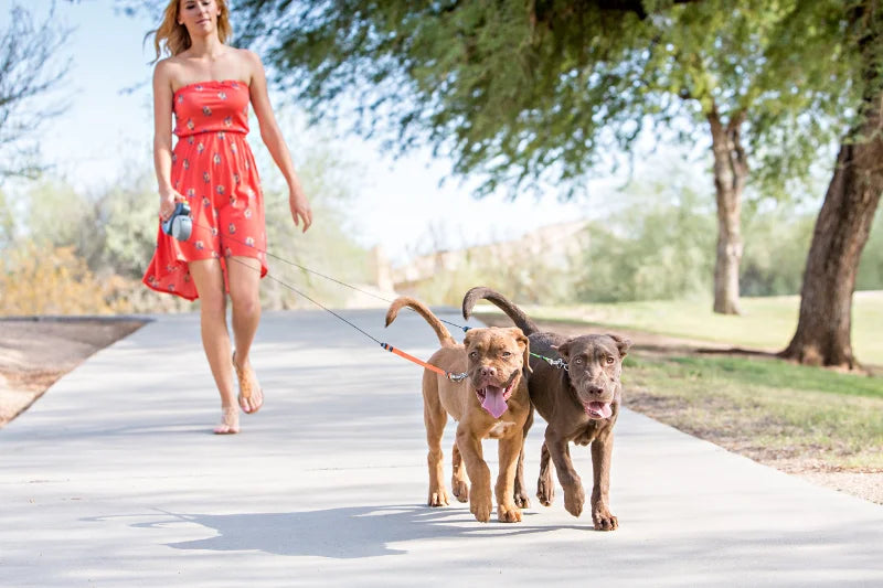 Laisse Double Rétractable pour Chiens 3m – Avec Lampe LED et Distributeur de Sacs